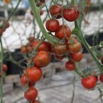 StrongBox Tomates Grape